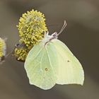 Zitronenfalter (Gonepteryx rhamni), Männchen