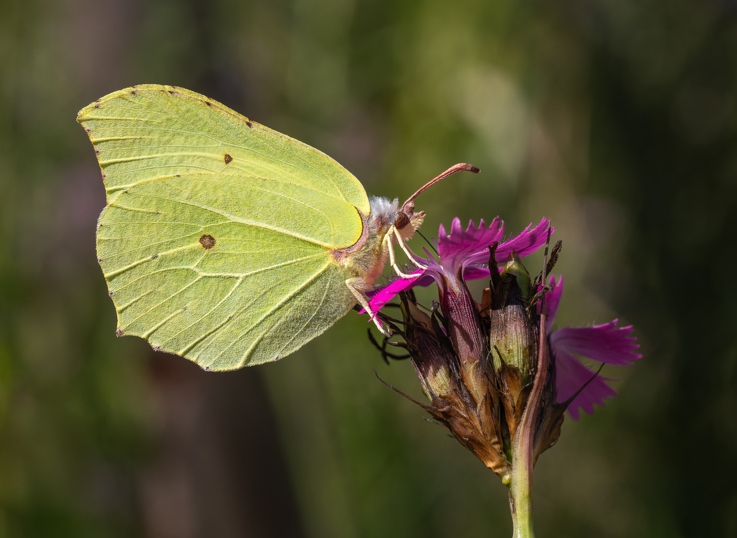 Zitronenfalter (Gonepteryx rhamni) Männchen