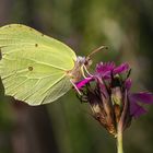 Zitronenfalter (Gonepteryx rhamni) Männchen