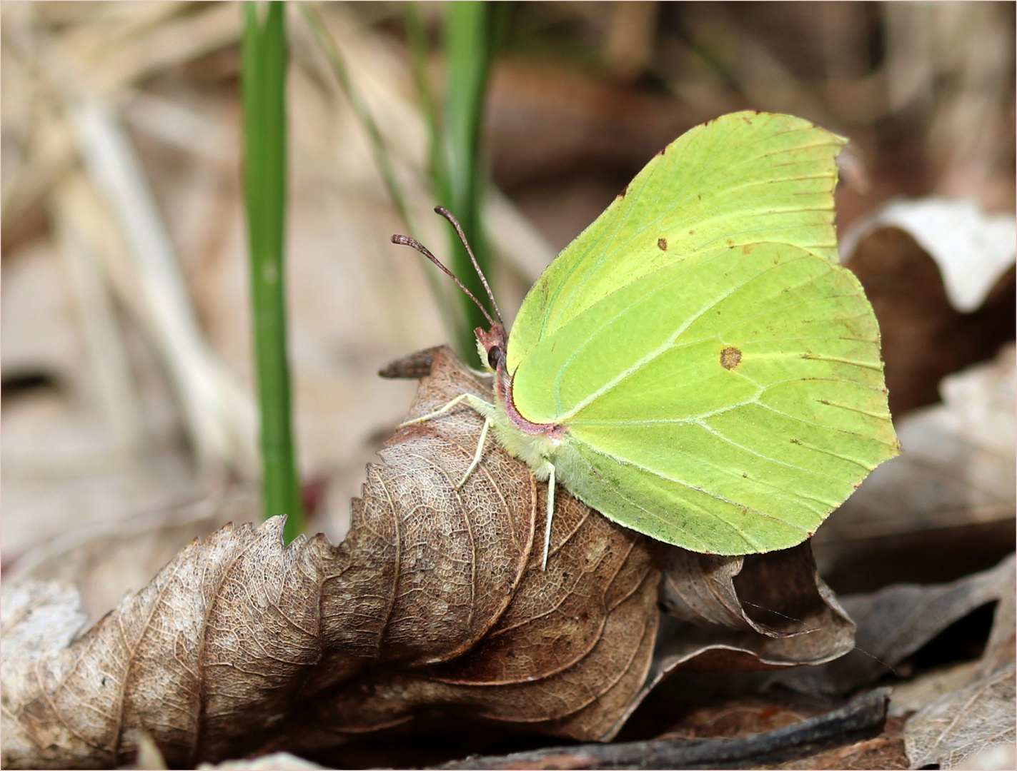 Zitronenfalter (Gonepteryx rhamni) - Männchen.