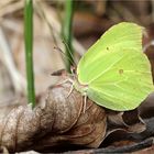 Zitronenfalter (Gonepteryx rhamni) - Männchen.