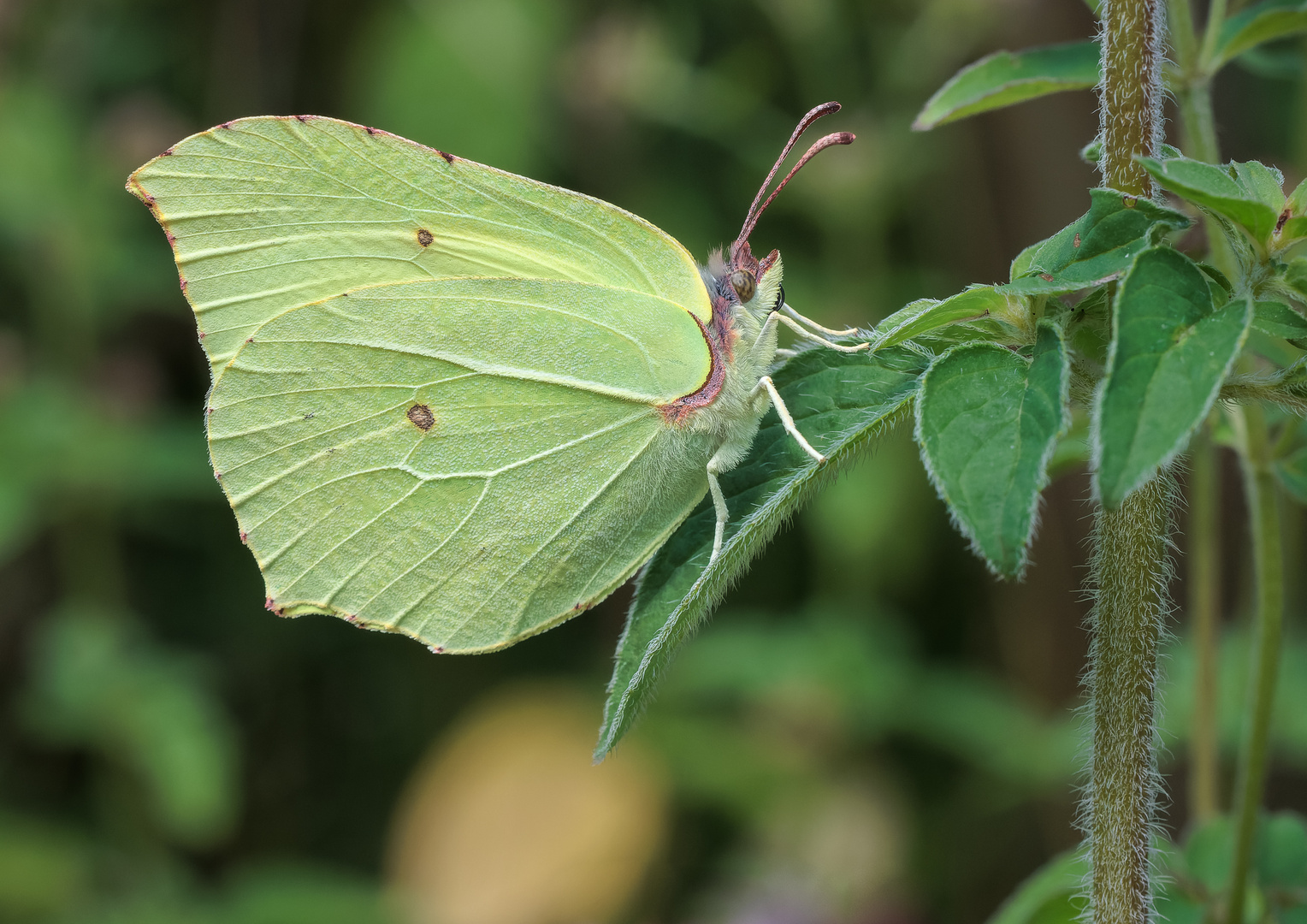 Zitronenfalter (Gonepteryx rhamni) Männchen