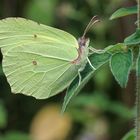 Zitronenfalter (Gonepteryx rhamni) Männchen