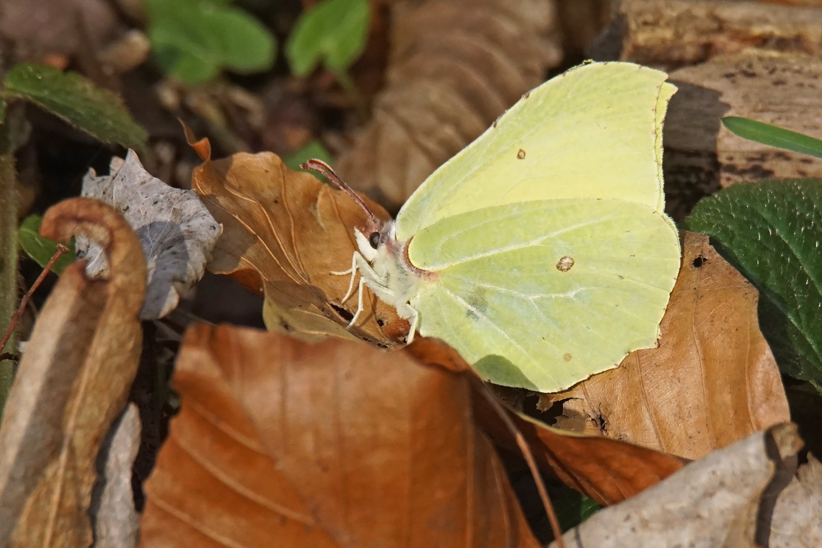 Zitronenfalter (Gonepteryx rhamni), Männchen