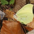 Zitronenfalter (Gonepteryx rhamni), Männchen