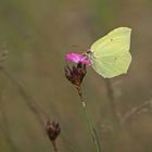 Zitronenfalter (Gonepteryx rhamni), Männchen