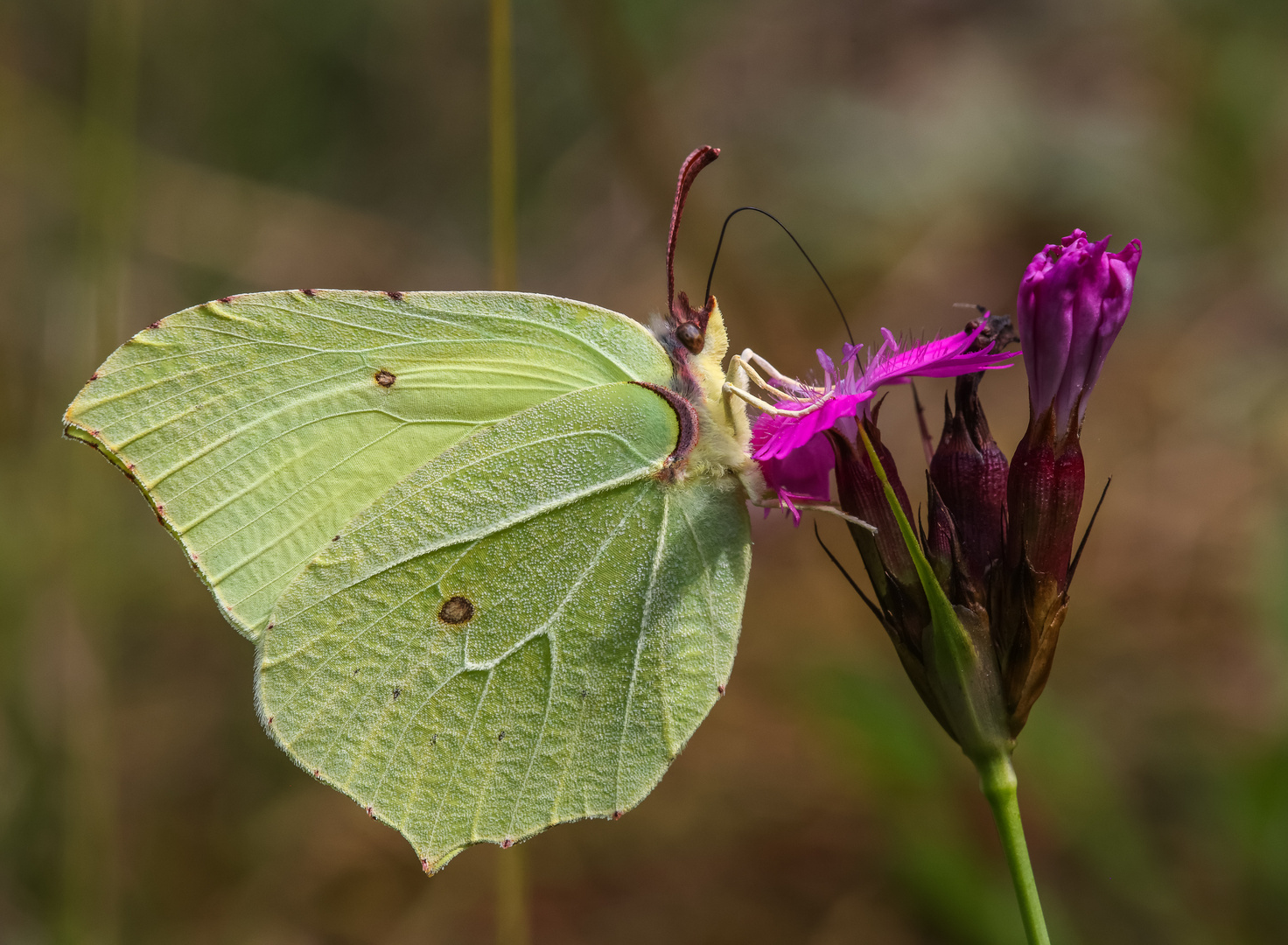 Zitronenfalter (Gonepteryx rhamni) Männchen