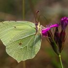 Zitronenfalter (Gonepteryx rhamni) Männchen