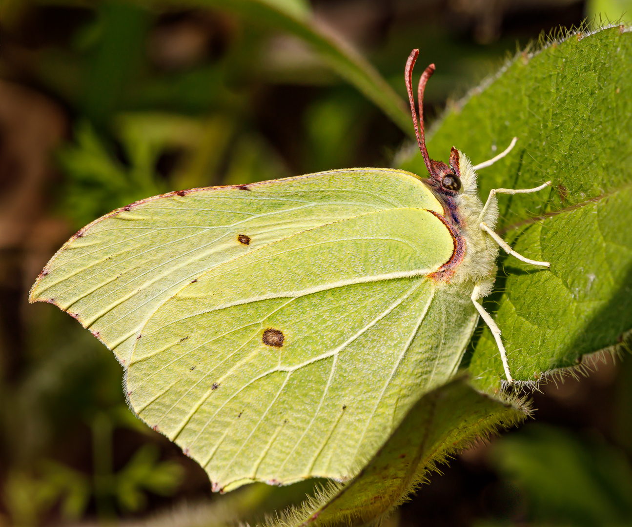 Zitronenfalter (Gonepteryx rhamni) Männchen