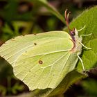 Zitronenfalter (Gonepteryx rhamni) Männchen