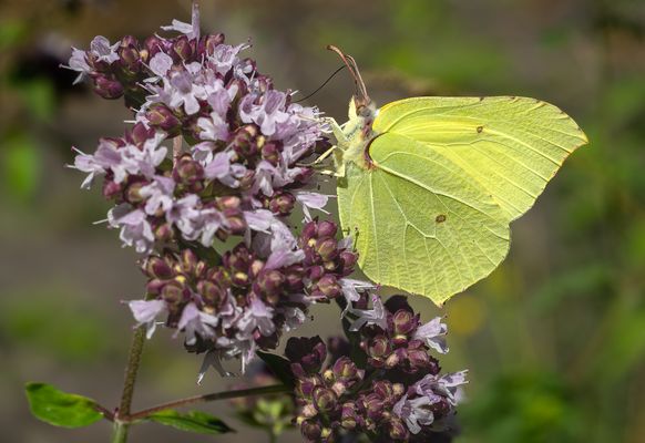 Zitronenfalter (Gonepteryx rhamni) Männchen