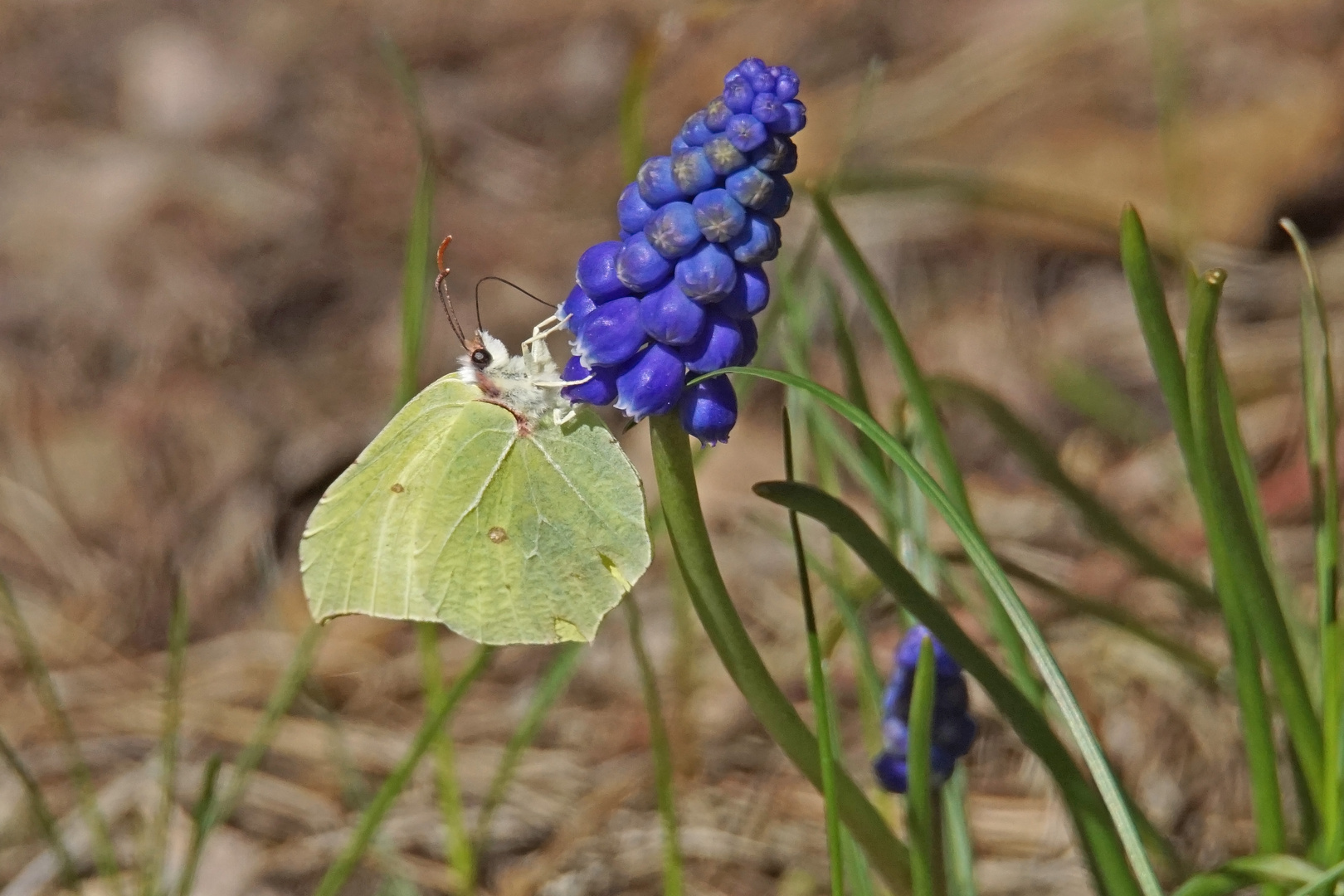 Zitronenfalter (Gonepteryx rhamni), Männchen