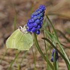 Zitronenfalter (Gonepteryx rhamni), Männchen