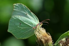 Zitronenfalter -  (Gonepteryx rhamni) männlich