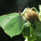 Zitronenfalter - (Gonepteryx rhamni) männlich