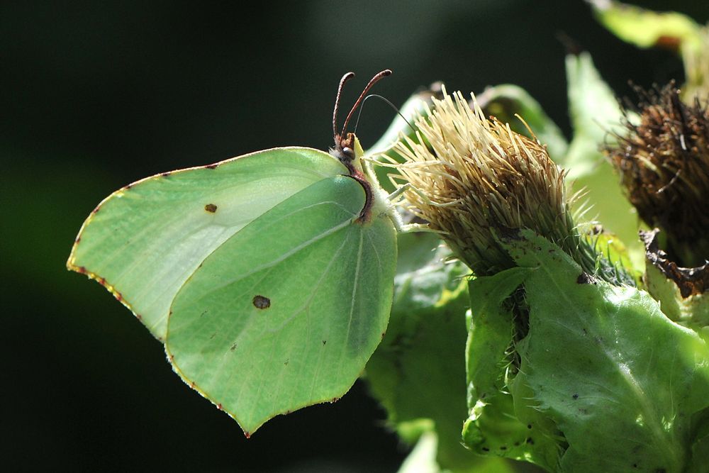 Zitronenfalter - (Gonepteryx rhamni) männlich