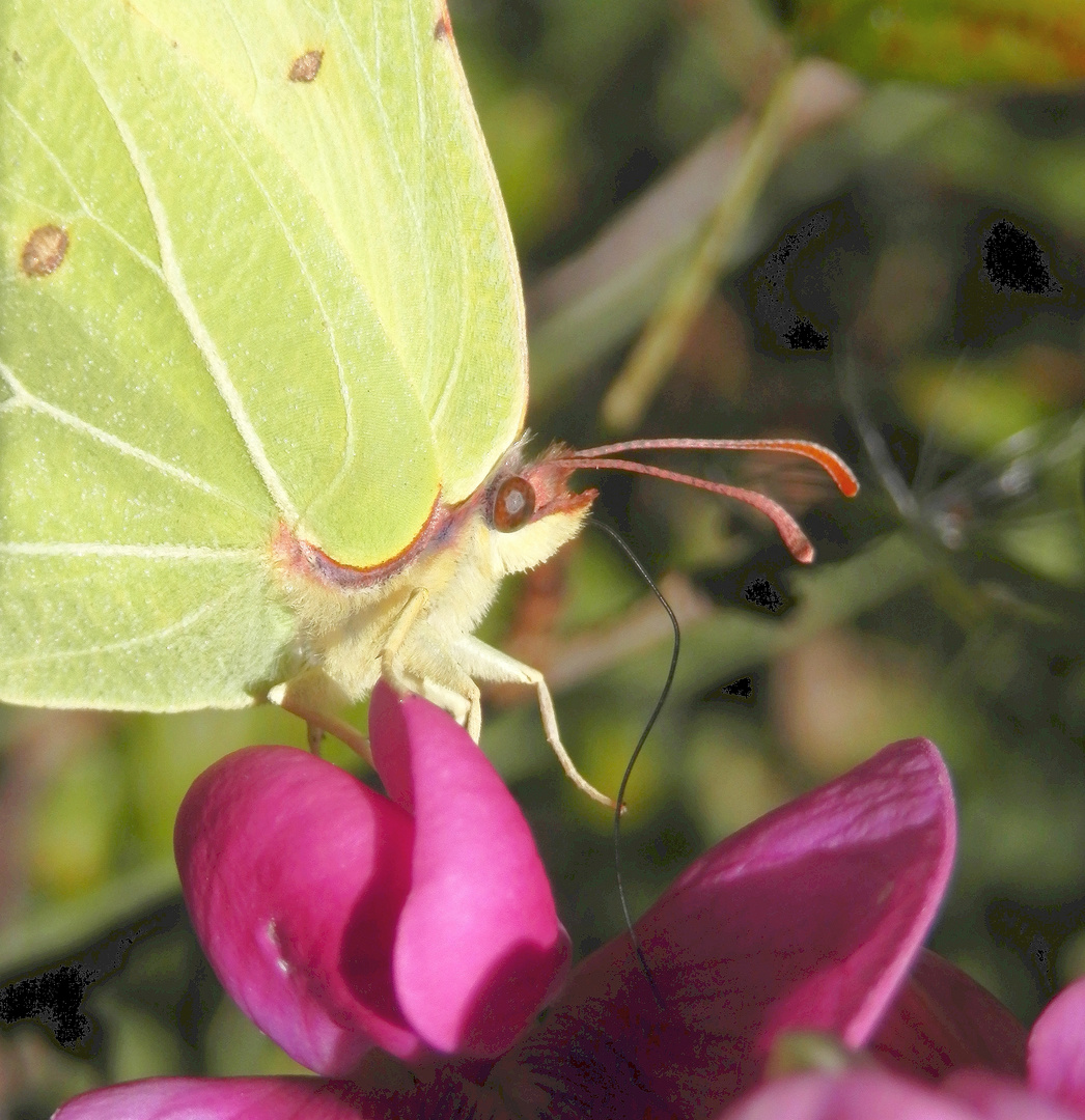 Zitronenfalter (Gonepteryx rhamni) mit langem "Strohhalm"