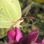 Zitronenfalter (Gonepteryx rhamni) mit langem "Strohhalm"