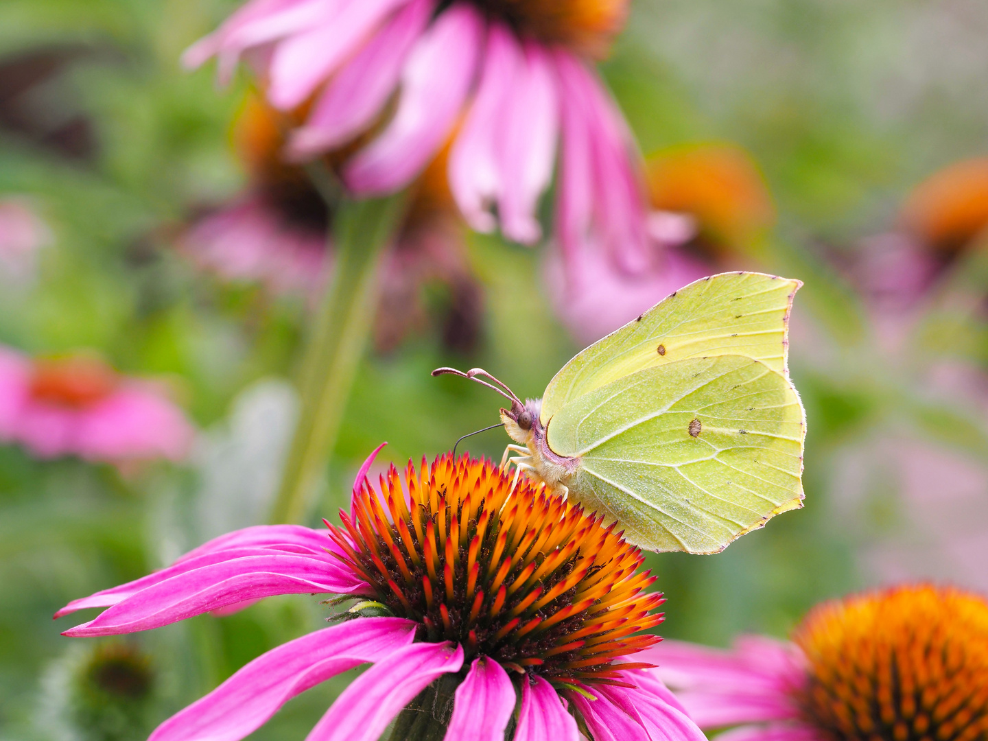 Zitronenfalter - Gonepteryx rhamni mit Rotem Scheinsonnenhut - Echinacea purpurea