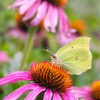 Zitronenfalter - Gonepteryx rhamni mit Rotem Scheinsonnenhut - Echinacea purpurea