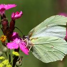 Zitronenfalter ( Gonepteryx rhamni ) Weibchen