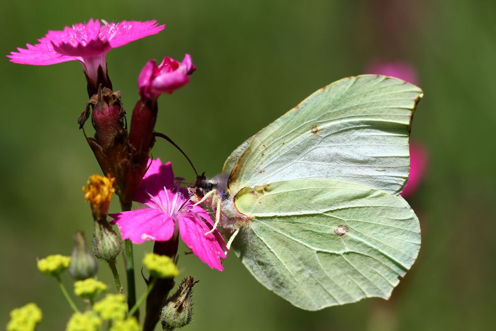 Zitronenfalter ( Gonepteryx rhamni ) Weibchen