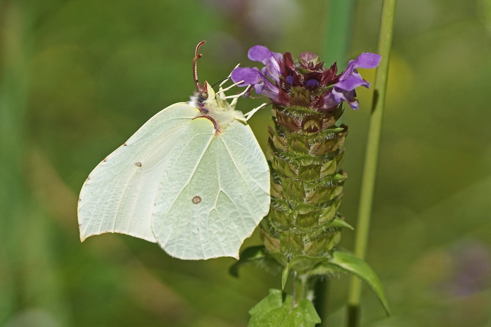 Zitronenfalter (Gonepteryx rhamni), Weibchen