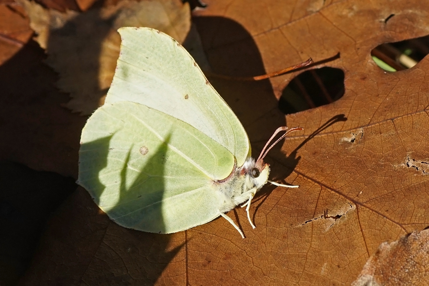 Zitronenfalter (Gonepteryx rhamni), Weibchen