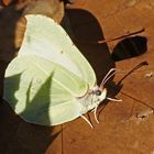 Zitronenfalter (Gonepteryx rhamni), Weibchen