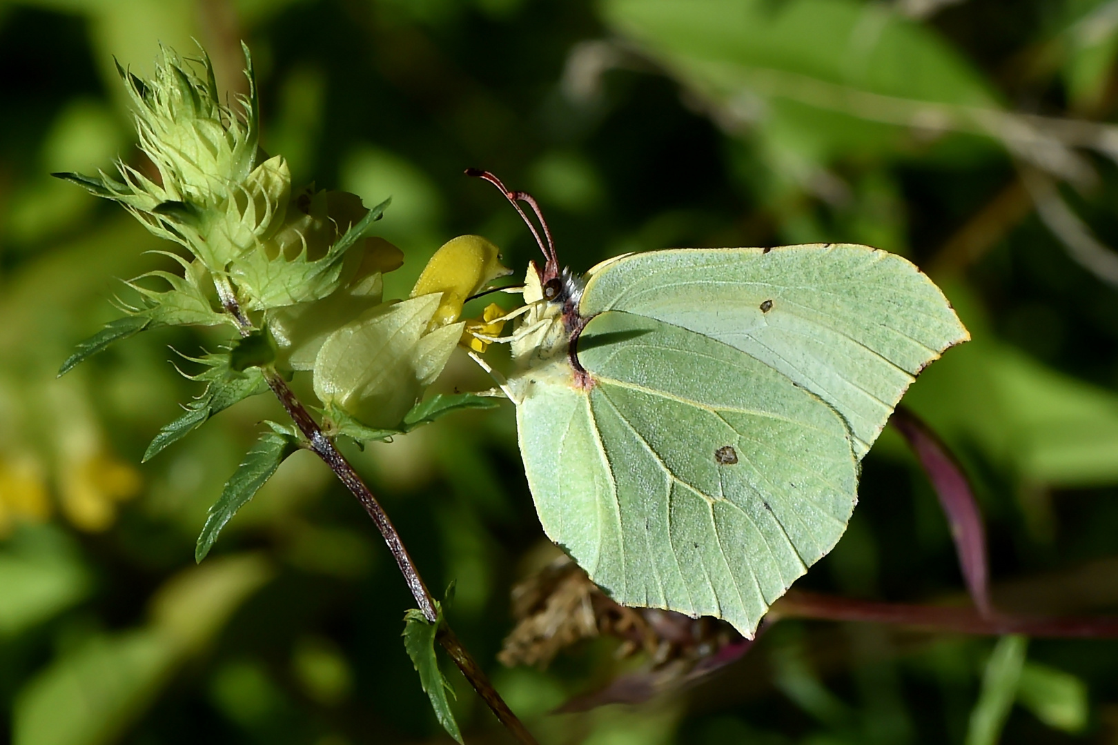 Zitronenfalter (Gonepteryx rhamni) Weibchen