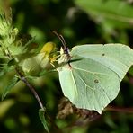 Zitronenfalter (Gonepteryx rhamni) Weibchen