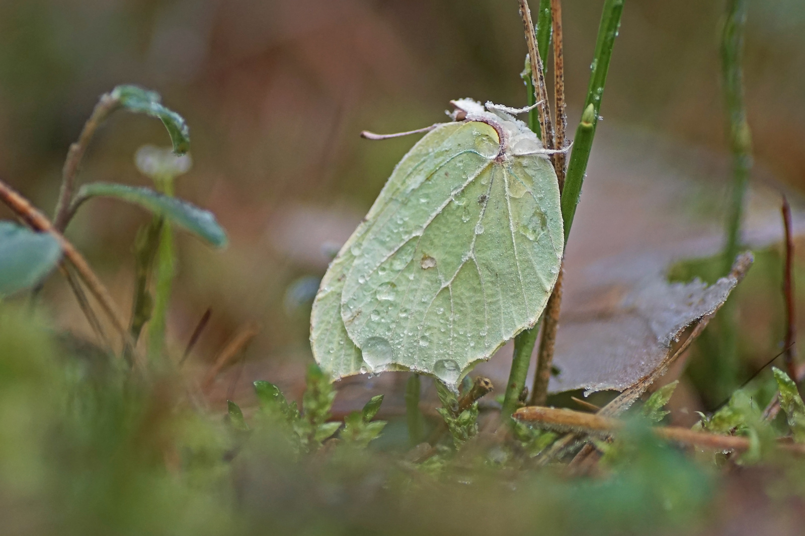 Zitronenfalter (Gonepteryx rhamni), Weibchen Überwinternd.