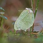 Zitronenfalter (Gonepteryx rhamni), Weibchen Überwinternd.