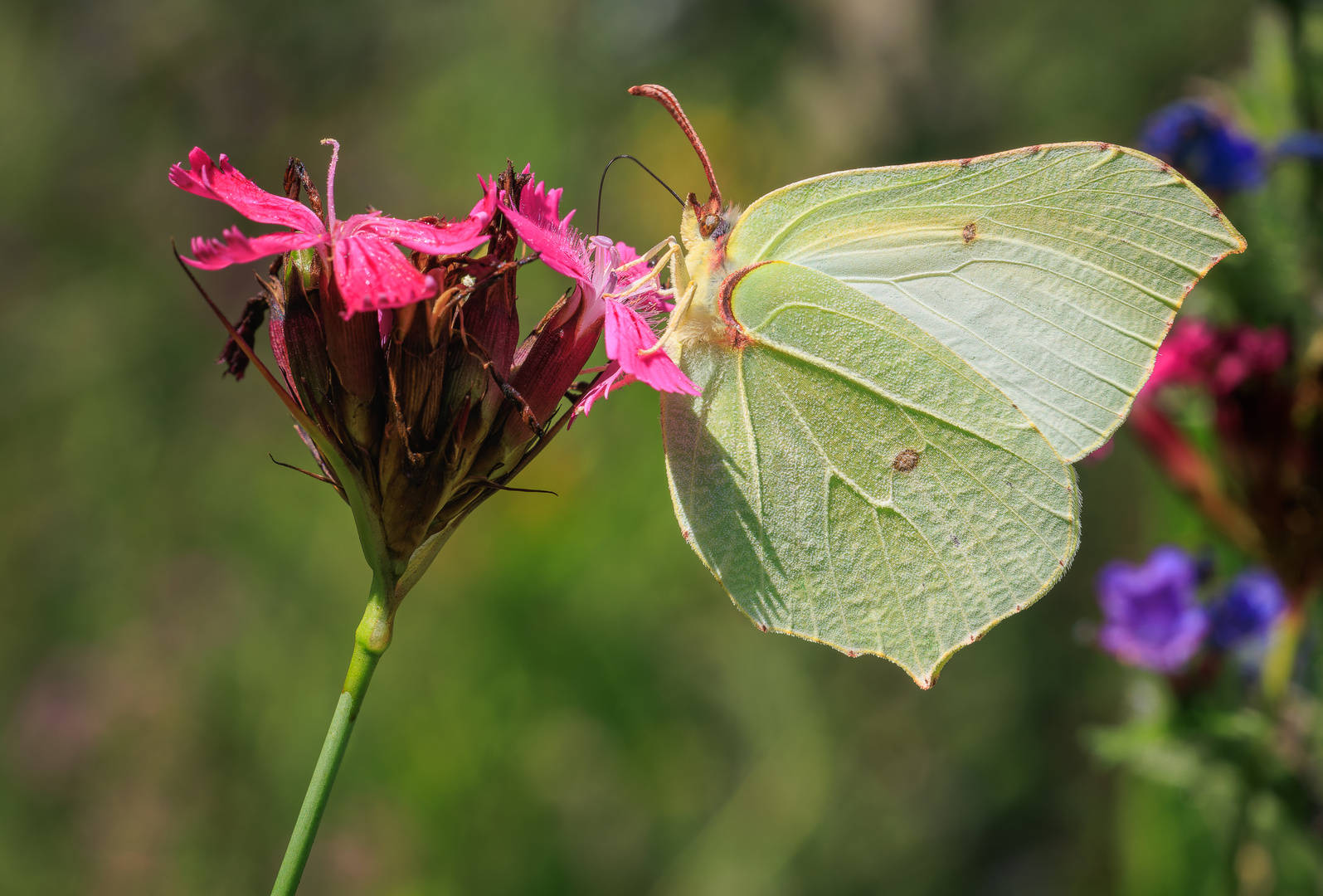 Zitronenfalter (Gonepteryx rhamni) weiblich