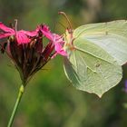 Zitronenfalter (Gonepteryx rhamni) weiblich