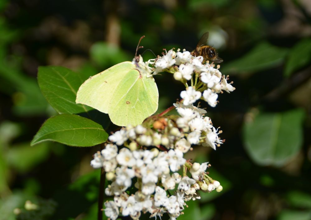 Zitronenfalter & Hummel