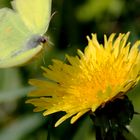 Zitronenfalter im Anflug