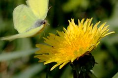 Zitronenfalter im Anflug