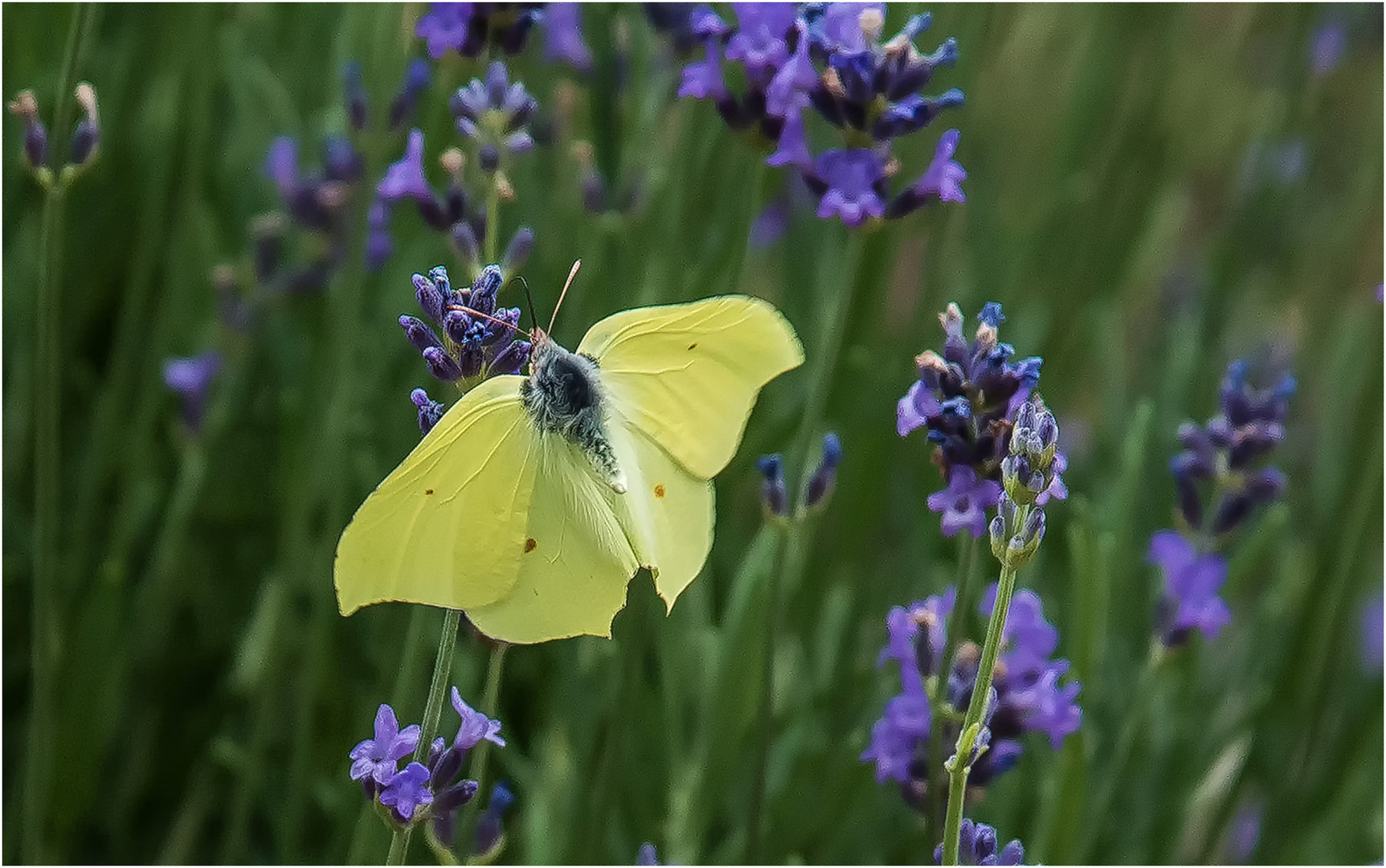 Zitronenfalter im Anflug