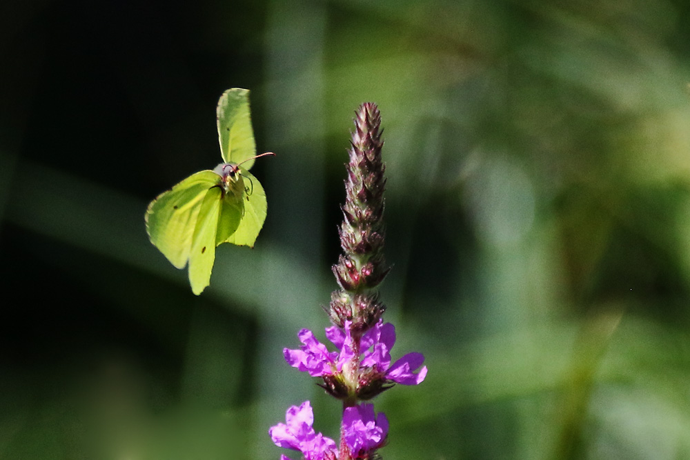 Zitronenfalter im Anflug auf die Blüte