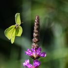 Zitronenfalter im Anflug auf die Blüte