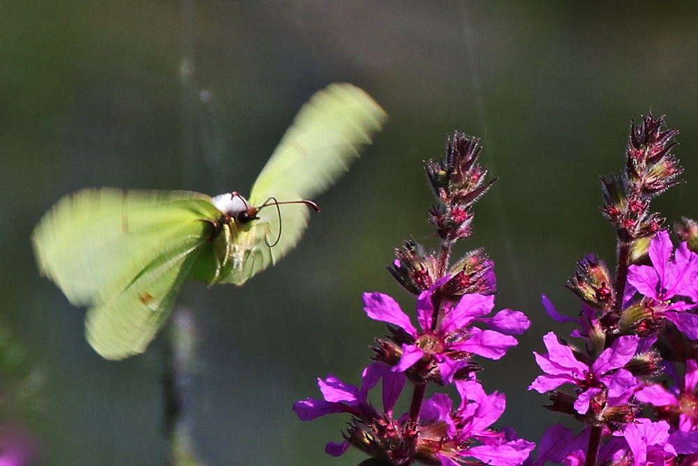 Zitronenfalter im Anflug auf die Blüten