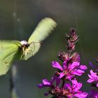 Zitronenfalter im Anflug auf die Blüten