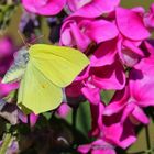 Zitronenfalter im Anflug auf die Wicke