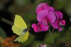 Zitronenfalter im Anflug