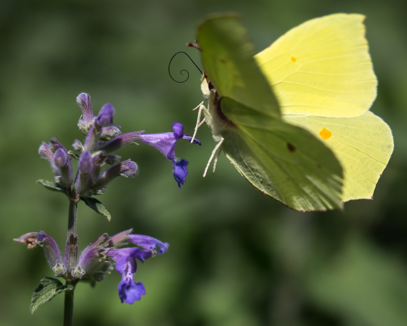 Zitronenfalter im Anflug