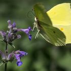 Zitronenfalter im Anflug