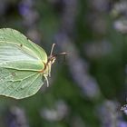 Zitronenfalter im Anflug