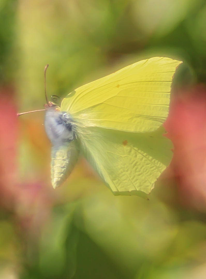 Zitronenfalter im Flug