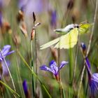 Zitronenfalter im Flug